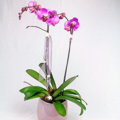 Pink orchid with vase