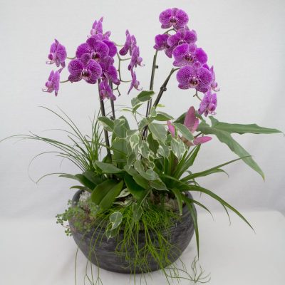 Orchideen und Pflanzenschale