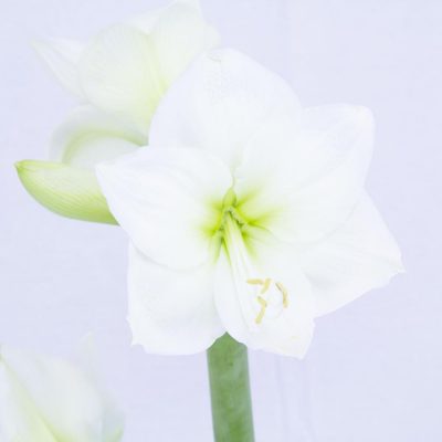 Amaryllis white