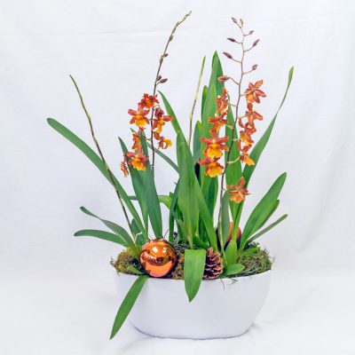 Cambria Orchid in orange