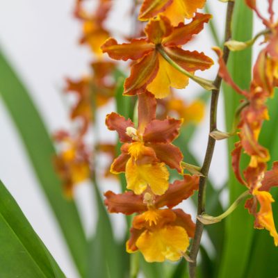 Cambria Orchid in orange