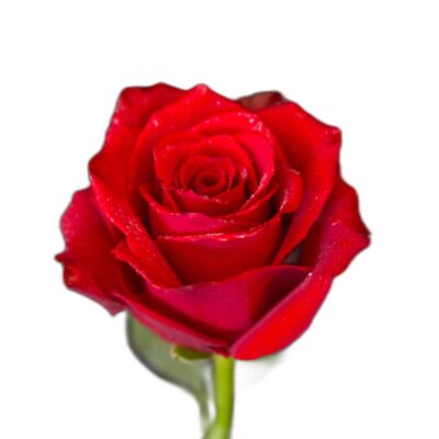 Rosa rossa quantità variabile