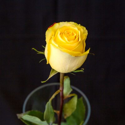 Gelbe Rose variable Menge