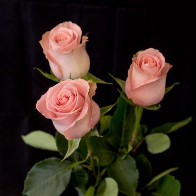 Hermosa Rose 3 pieces