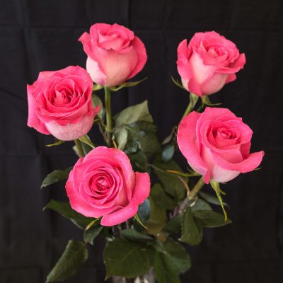 Pink farbige Rosen 5 Stück