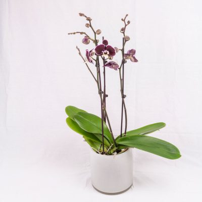 Orchidee bordeaux