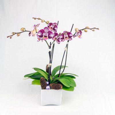 Orchidea macchiata bordeaux con copri vaso