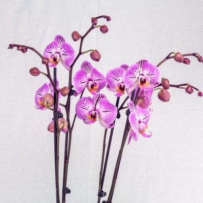 Pink Dotted Orchid with Glass Vase