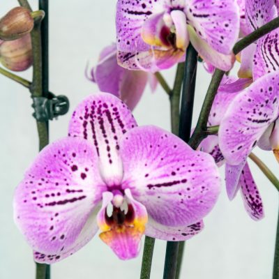 Orchidea macchiata rosa